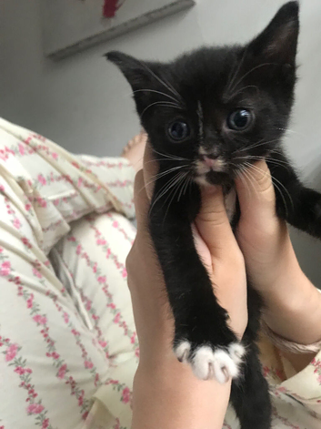 Female kitten