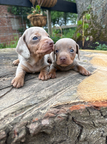 Beautiful Dachshund boys