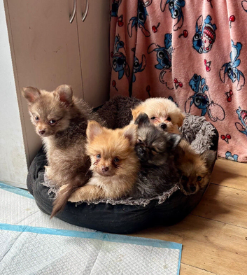 Cute Pomchi Puppies - 3 left