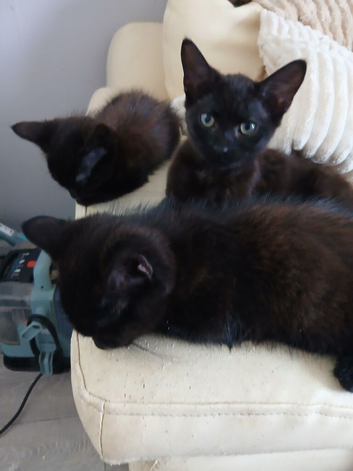 4 kittens looking for forever homes