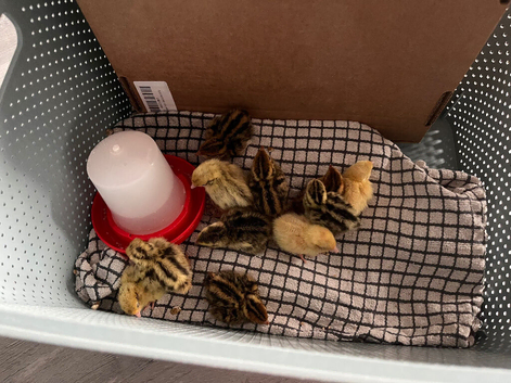 2 week old quail