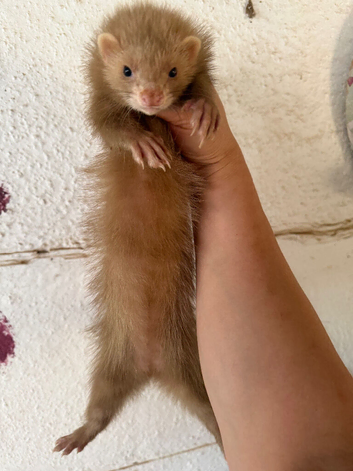 Full angora cinimon Jill