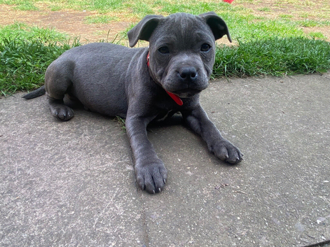 Blue KC registered Staffordshire bull terrier girls