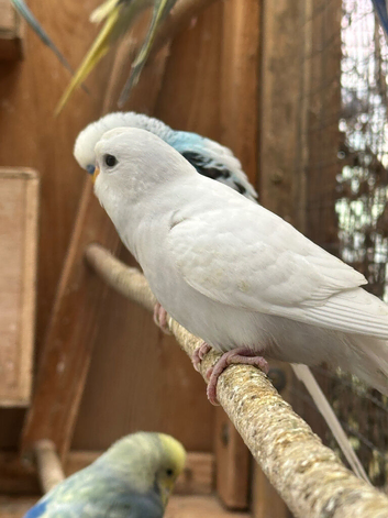 Rainbow and pure white budgies