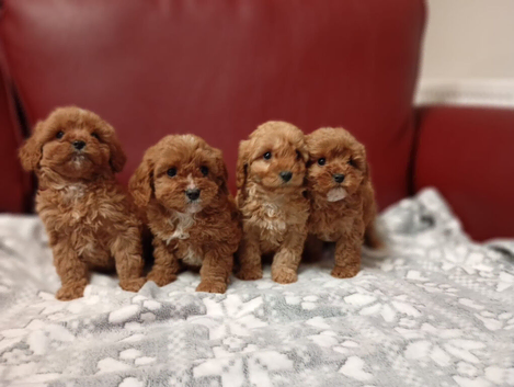 Beautiful Cavapoo puppies for sale