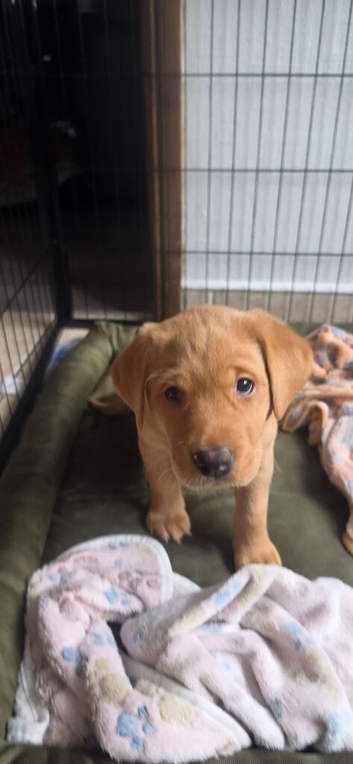 Fox Red Labrador