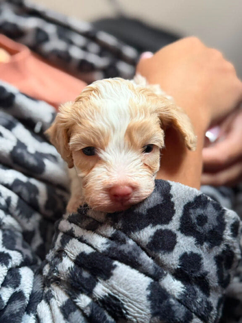 Beautiful Curly-Coated Bichon Cross Puppies &ndash; Raised in Family Home