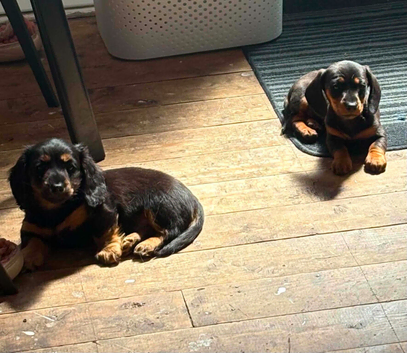Longhaired Dachshund puppies