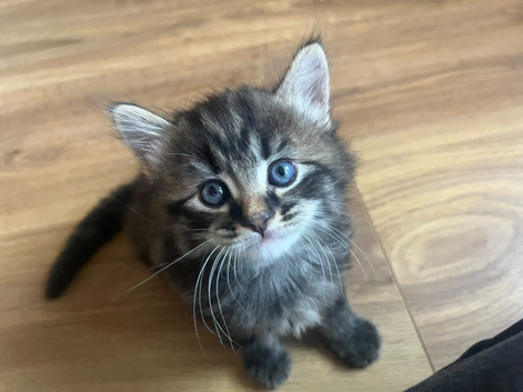Ragdoll cross kittens