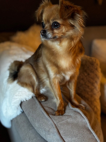 Yorkie Biewer chihuahua mix (chiyorkie)