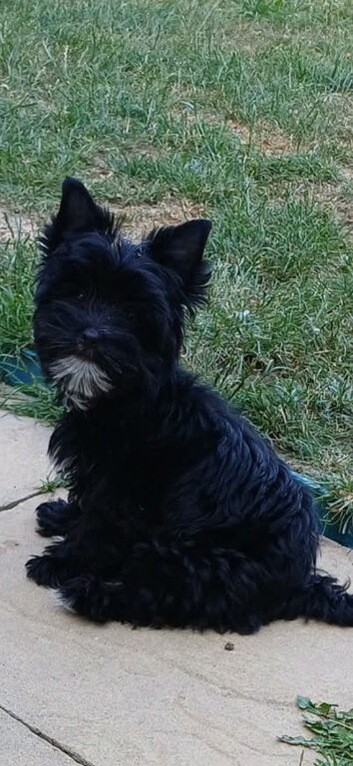 Still Available Girl Black Yorkshire Terrier Pedigree