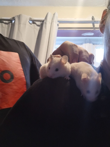 3 beautiful boys