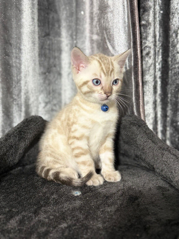 Beautiful Bengal Kittens Looking for Their Forever Homes.