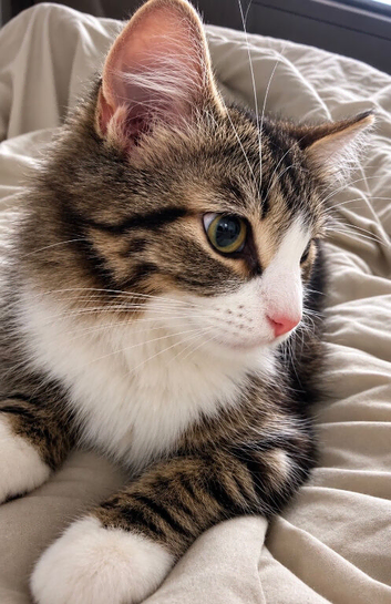 Ragdoll cross tabby