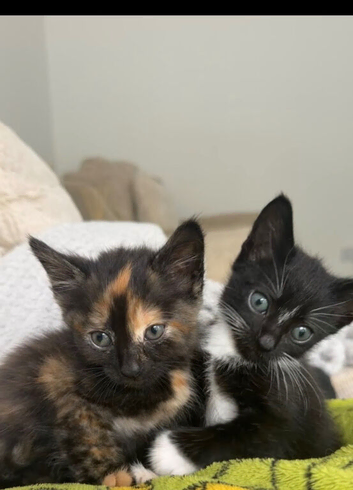 Kittens