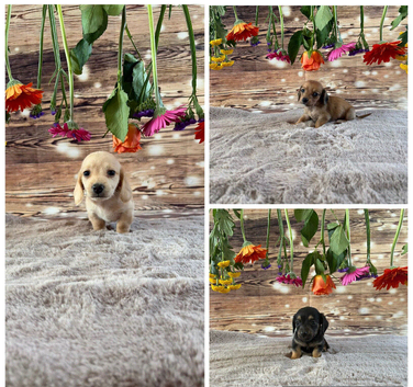 Tiny dachshunds available.