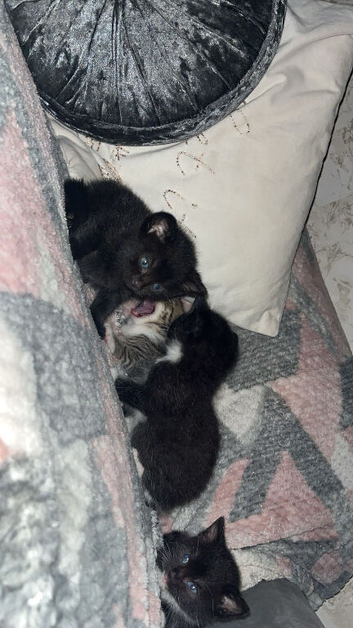 1 tabby, 2 tuxedos & 1 all black kittens.