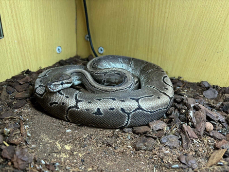 Pinstripe royal python