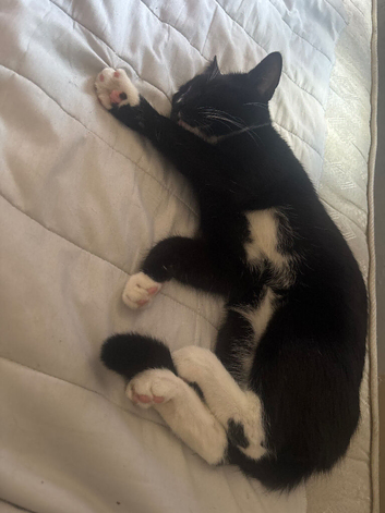 2 6 month old kitten