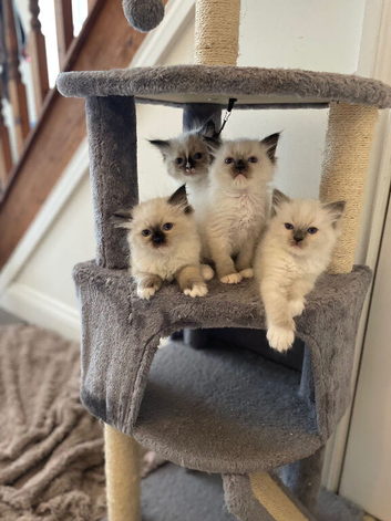 Pedigree Ragdoll Kittens