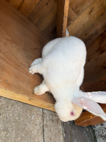 New Zealand female rabbit