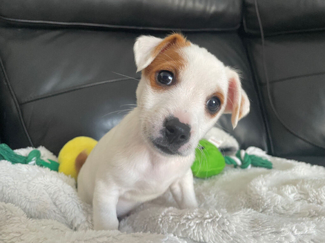 Jack Russell Puppy
