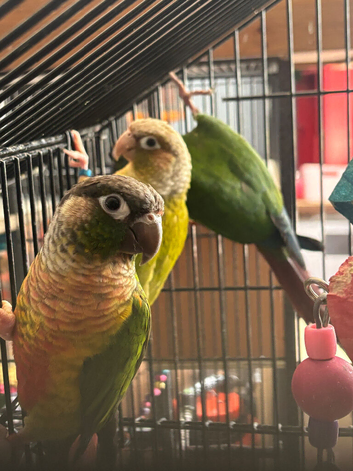 Conures for sale