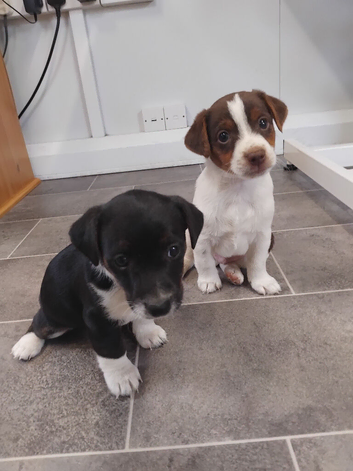 Jack Russell puppies 2 boys left