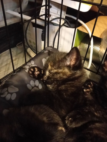 3 tortoise shell kittens for sale