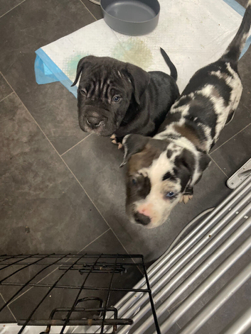 Cane corso cross bully