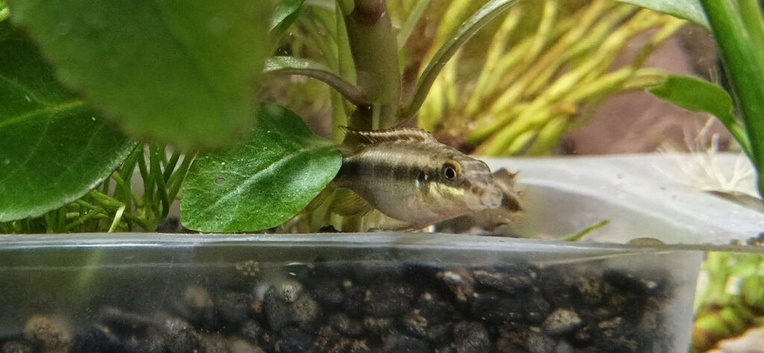 FREE Tropical Fish - Kribensis