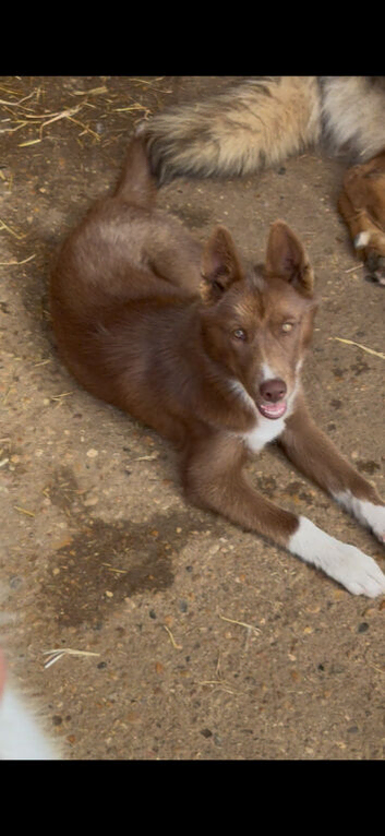 Mostly red kc reg female French import 7 months old