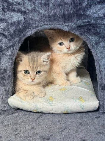 Gorgeous lilac golden and blue golden kittens