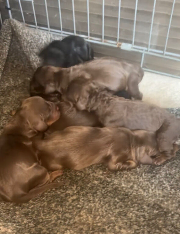 Cocker spaniel pups