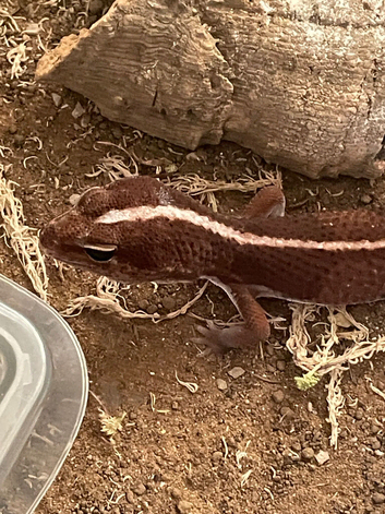 Striped African fat tailed gecko for sale