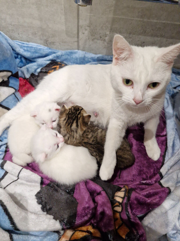 Kittens ready end of march time