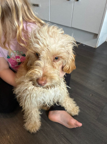 Beautiful cockapoo girl