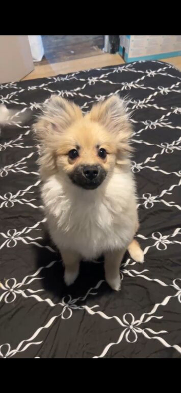 Male puppy pomeranian