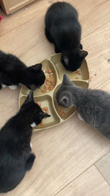 Beautiful kittens
