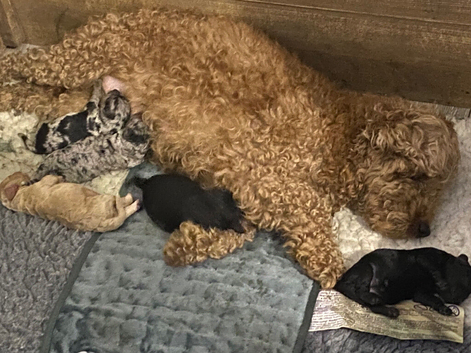 Covapoo pups for sale