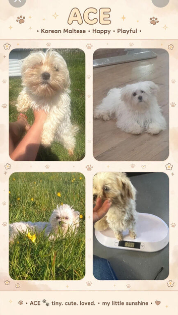 Male stunning boy aged two Maltese