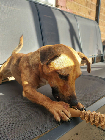 12 Month old Miniature Dachshund x Jack Russell