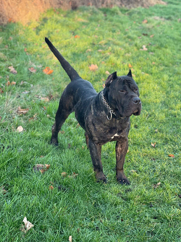 My beautiful dog for sale