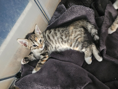 Bengal cross kitten READY NOW
