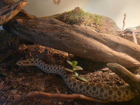 Young juvenile, western hognose snake