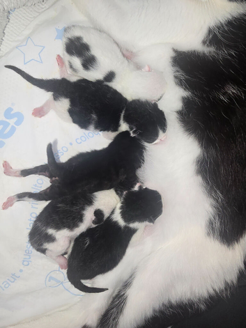 Kittens