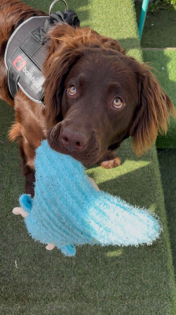 Labrador / spaniel mix