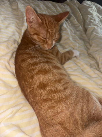 Ginger kitten