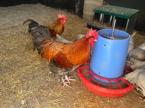 Cockerel for sale