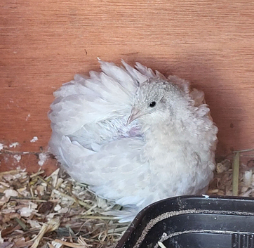 Lovely pair of button quail